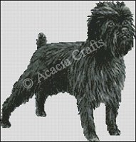 (image for) Affenpinscher