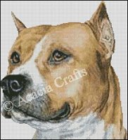 (image for) American Pit Bull Terrier Head