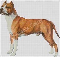 (image for) American Staffordshire Terrier