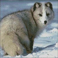 (image for) Arctic Fox