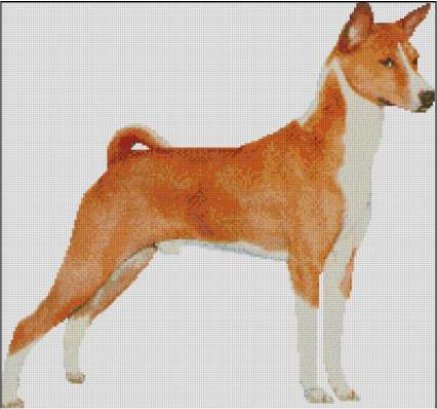 (image for) Basenji