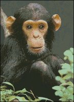 (image for) Chimpanzee - Large