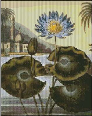 (image for) Egyptian Water Lilly