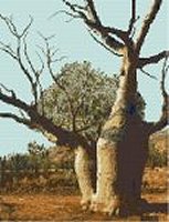 (image for) Boab Tree