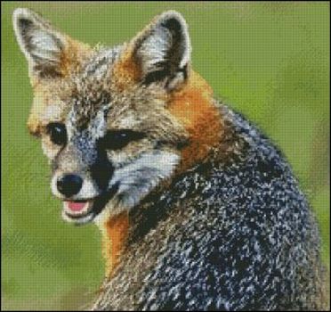 (image for) Gray Fox