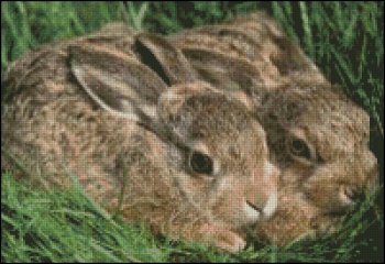 (image for) Hare Pair