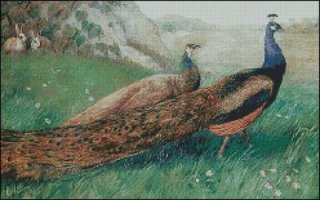 (image for) Peacocks - Medium Large