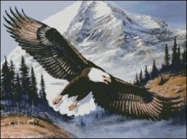 (image for) Soaring Bald Eagle - Medium Large